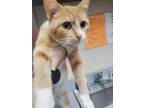 Adopt 2024-05-202 a Domestic Shorthair / Mixed (short coat) cat in Winder