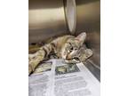 Adopt 2024-05-156 a Domestic Shorthair / Mixed (short coat) cat in Winder