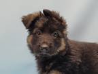 Adopt Linguini a Black German Shepherd Dog / Mixed Breed (Medium) / Mixed (short