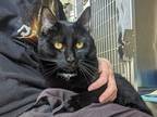 Adopt Gomez a Domestic Shorthair / Mixed (short coat) cat in Hyde Park