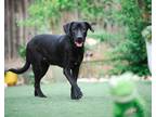 Adopt Diesel a Labrador Retriever / Mixed dog in Boerne, TX (41544883)