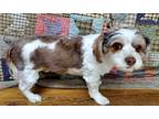 Adopt LEO a Black - with White Cavalier King Charles Spaniel / Poodle