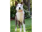 Adopt PRANCY a Brown/Chocolate - with White Border Collie / Australian Cattle