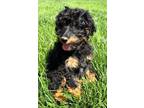 Adopt PUPPY EVIE DOODLE a Black - with Brown, Red, Golden