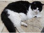 Adopt Penny a Black & White or Tuxedo Domestic Shorthair / Mixed cat in Frisco