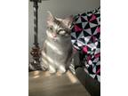 Adopt Boo a Gray or Blue (Mostly) American Bobtail / Mixed (short coat) cat in