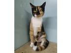 Adopt Rosa a Calico or Dilute Calico Domestic Shorthair / Mixed (short coat) cat