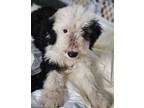 Adopt Helen Alderson Waller a White Old English Sheepdog dog in Twin Falls