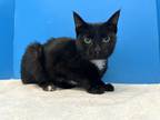 Adopt Lyric a Black (Mostly) Domestic Shorthair (short coat) cat in Powell