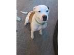 Adopt Harley a White - with Brown or Chocolate American Pit Bull Terrier /