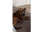 Adopt Donny a Tan/Yellow/Fawn - with White Staffordshire Bull Terrier / Mixed