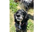 Adopt Maggie Mae a Black - with Tan, Yellow or Fawn Cocker Spaniel / Mixed dog