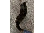 Adopt Evee a Domestic Mediumhair / Mixed cat in Traverse City, MI (41550405)
