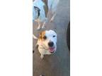Adopt Dixie a Red/Golden/Orange/Chestnut - with White American Pit Bull Terrier