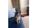 Adopt Bobba a Gray or Blue Tabby / Mixed (short coat) cat in Cary, NC (41552539)