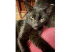 Adopt Chadwick a All Black Domestic Shorthair / Mixed (short coat) cat in
