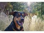 Adopt Maddox a Black - with Tan, Yellow or Fawn Mutt / Mixed dog in Longmont
