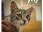 Adopt Rose (FCID# 05/19/2024 - 1 Trainer) a Gray, Blue or Silver Tabby Domestic