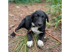 Adopt Pulley Green a Black - with White Flat-Coated Retriever / Labrador