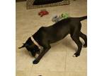 Adopt Lucy a Black - with White American Staffordshire Terrier / Husky / Mixed