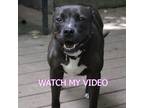 Adopt Freya a American Staffordshire Terrier / Mixed dog in Raleigh
