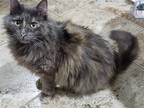 Adopt Lima a Tortoiseshell Domestic Mediumhair / Mixed (medium coat) cat in