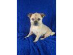 Adopt Jim (Rehoming Fee $200) a Tan/Yellow/Fawn - with White Pug / Mixed dog in