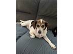 Adopt Snickers a White - with Black Beagle / Mixed dog in Fort Thomas
