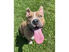 Adopt Breakfast Pizza a American Pit Bull Terrier / Mixed dog in Richmond