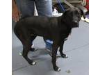 Adopt 24-05-1619 Nyla a Labrador Retriever / Mixed dog in Dallas, GA (41552531)