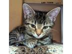 Adopt Tabbi a Domestic Shorthair / Mixed cat in Lexington, KY (41552528)