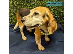 Adopt Penny a Beagle / Mixed dog in Lexington, KY (41552523)