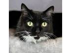 Adopt Mittens a Domestic Mediumhair / Mixed cat in Golden, CO (41552513)
