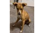 Adopt PENELOPE CRUZIN' a Tan/Yellow/Fawn Whippet / Mixed dog in Franklin