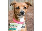 Adopt Xandi a Miniature Pinscher / Mixed dog in Kennesaw, GA (41552443)