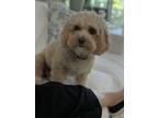 Adopt Dolly a White - with Tan, Yellow or Fawn Cavapoo / Cavapoo / Mixed dog in