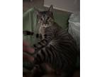 Adopt Monty a Gray, Blue or Silver Tabby American Shorthair / Mixed (short coat)