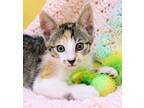 Adopt Caylee a Calico or Dilute Calico Domestic Shorthair (short coat) cat in