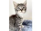 Adopt Fossa a Gray, Blue or Silver Tabby Domestic Shorthair cat in Greensboro