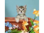 Adopt Winnifred a Gray, Blue or Silver Tabby Domestic Shorthair cat in North