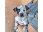Adopt Brownie a Australian Cattle Dog dog in Bradenton, FL (41544454)