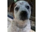 Adopt Graham a Australian Cattle Dog dog in Bradenton, FL (41544453)