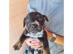 Adopt Tiramisu a Australian Cattle Dog dog in Bradenton, FL (41544452)