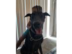 Adopt Banner a Black - with Tan, Yellow or Fawn Doberman Pinscher / Mixed dog in