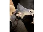 Adopt Max a Black & White or Tuxedo Domestic Shorthair / Mixed (short coat) cat