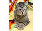 Adopt Rattles a Brown Tabby Hemingway/Polydactyl (short coat) cat in Seminole