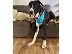 Adopt Dash a Great Dane / Mixed dog in Bullard, TX (41541481)