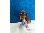 Adopt Melian a Tricolor (Tan/Brown & Black & White) Hound (Unknown Type) / Mixed