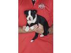 Adopt Joey a Black - with White Boston Terrier / Mixed dog in South Euclid