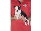 Adopt Jedi a Black - with White Boston Terrier / Mixed dog in South Euclid